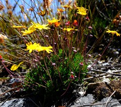 Euryops longipes longipes