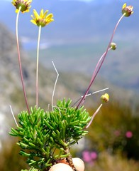 Euryops longipes longipes