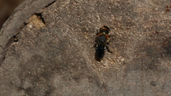 Megachile faceta