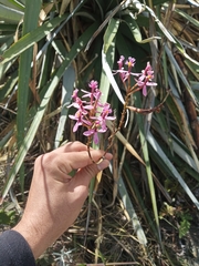 Epidendrum arachnoglossum