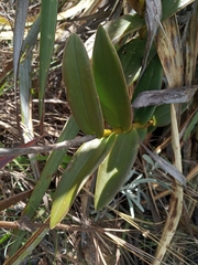 Epidendrum arachnoglossum
