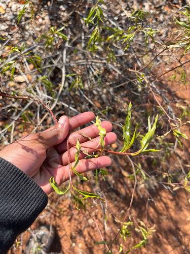 Sticky Psiadia (Psiadia punctulata)