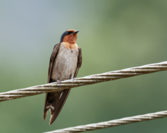 Hirundo domicola