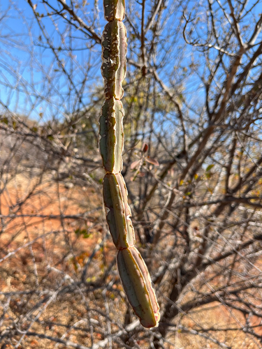 Cissus cactiformis, photograph 4
