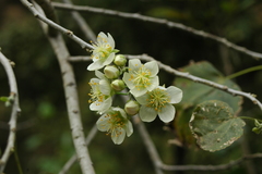 Robinsonella discolor