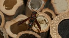 Pararrhynchium ornatum sauteri
