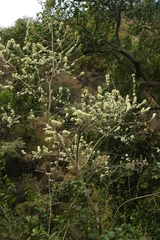 Robinsonella discolor
