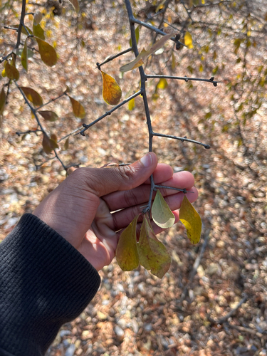 Large-Flowered Spike-Thorn (Gymnosporia putterlickioides)