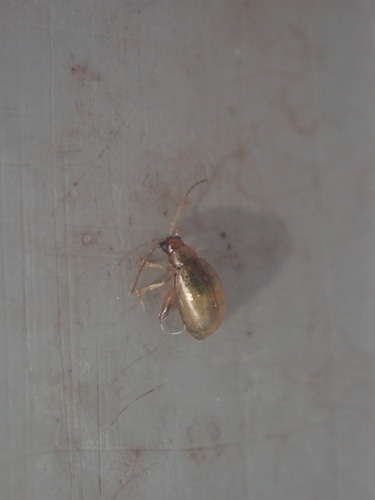 Leaf beetle