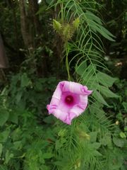 Ipomoea setosa melanotricha