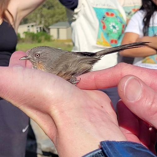 iNaturalist observation photo of Wrentit