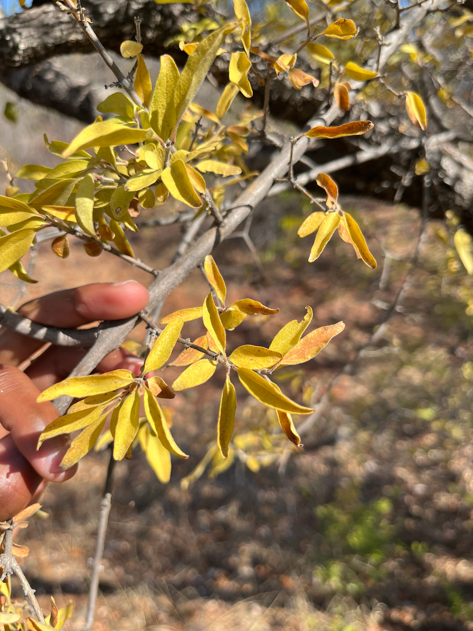 Jasminum stenolobum