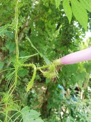 Ipomoea setosa melanotricha