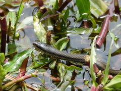 Six-Lined Water Snake photo 3