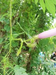 Ipomoea setosa melanotricha