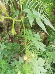 Ipomoea setosa melanotricha
