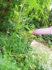 Ipomoea setosa melanotricha