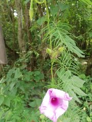 Ipomoea setosa melanotricha