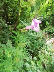 Ipomoea setosa melanotricha
