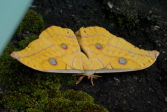 Antheraea frithi