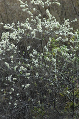 Robinsonella discolor