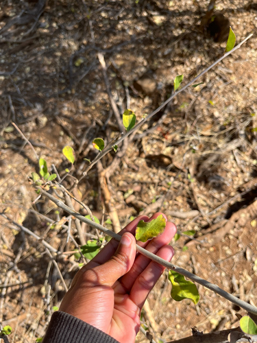 Glandular Puzzlebush (Ehretia obtusifolia)