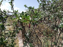 Dunalia brachyacantha