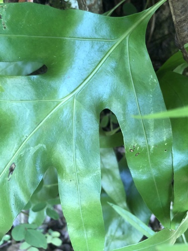 Microsorum scolopendria observed 2025-08-21