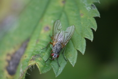 Helina impuncta