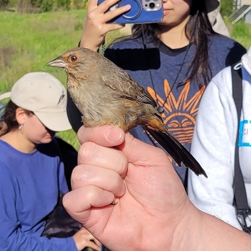 iNaturalist observation photo of California Towhee