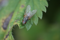 Helina impuncta
