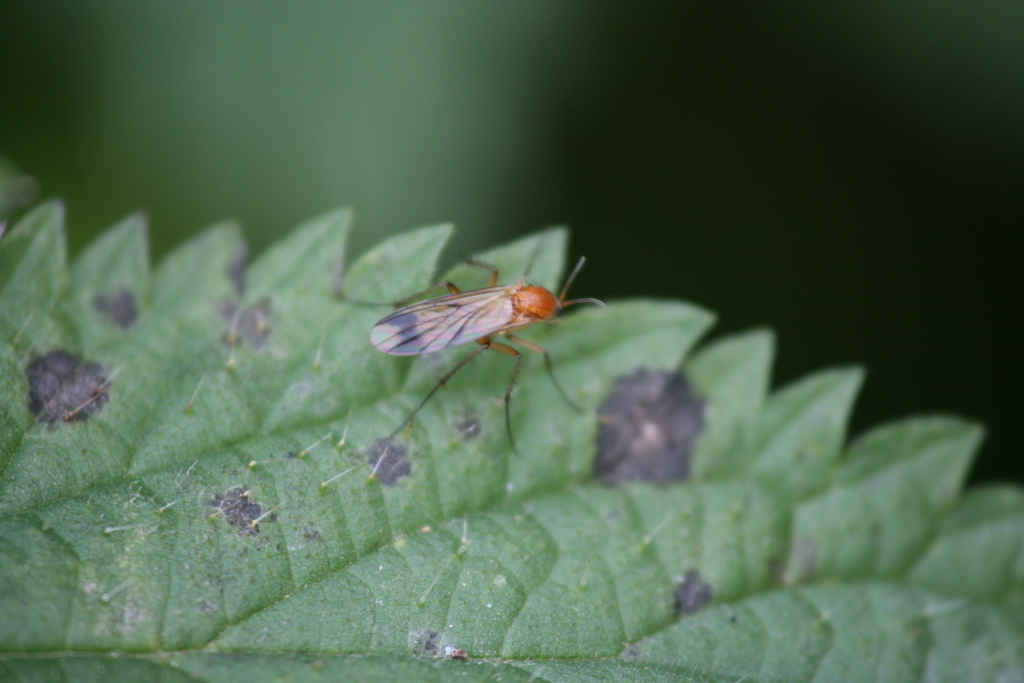 Leia fascipennis