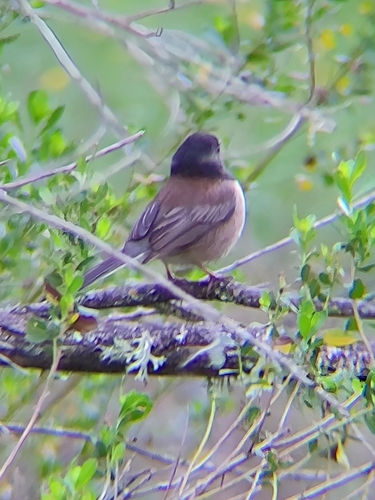 iNaturalist observation photo of Dark-eyed Junco