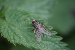 Helina evecta