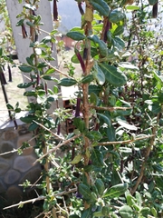 Dunalia brachyacantha