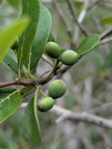 Bog Tupelo (Nyssa ursina)