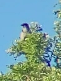 iNaturalist observation photo of California Scrub-Jay