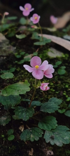 Begonia hymenophylla