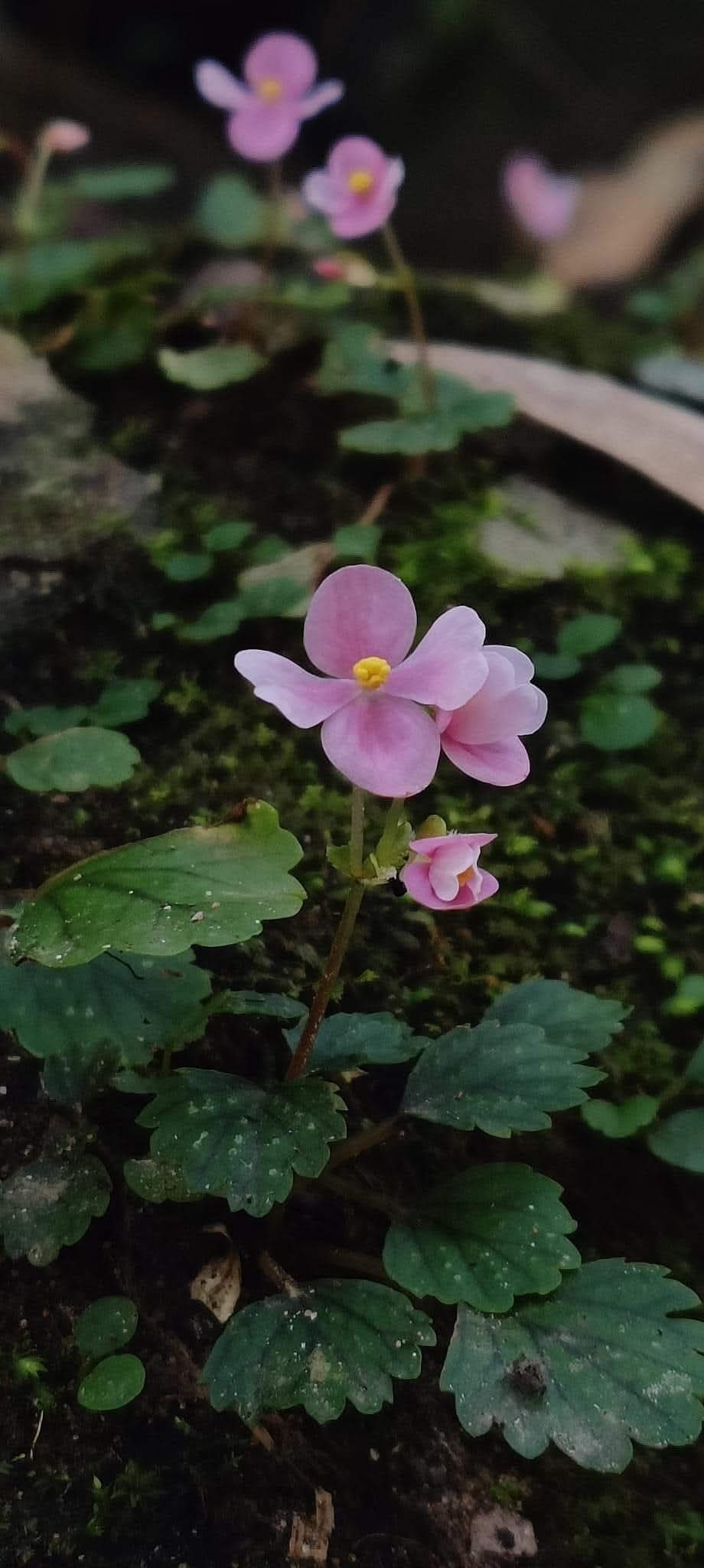 Begonia hymenophylla