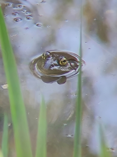 iNaturalist observation photo of American Bullfrog