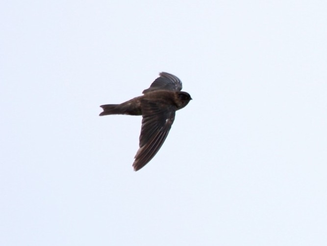 Mariana Swiftlet (Aerodramus bartschi), photo 2