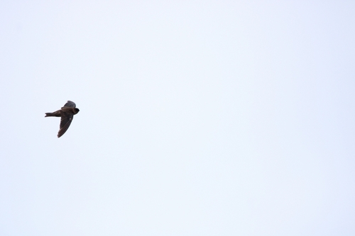 Mariana Swiftlet (Aerodramus bartschi), photo 9