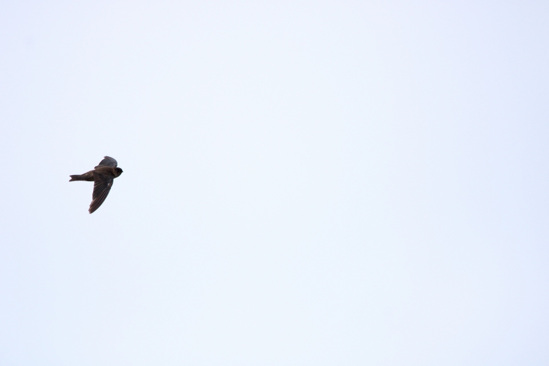Mariana Swiftlet (Aerodramus bartschi), photo 3