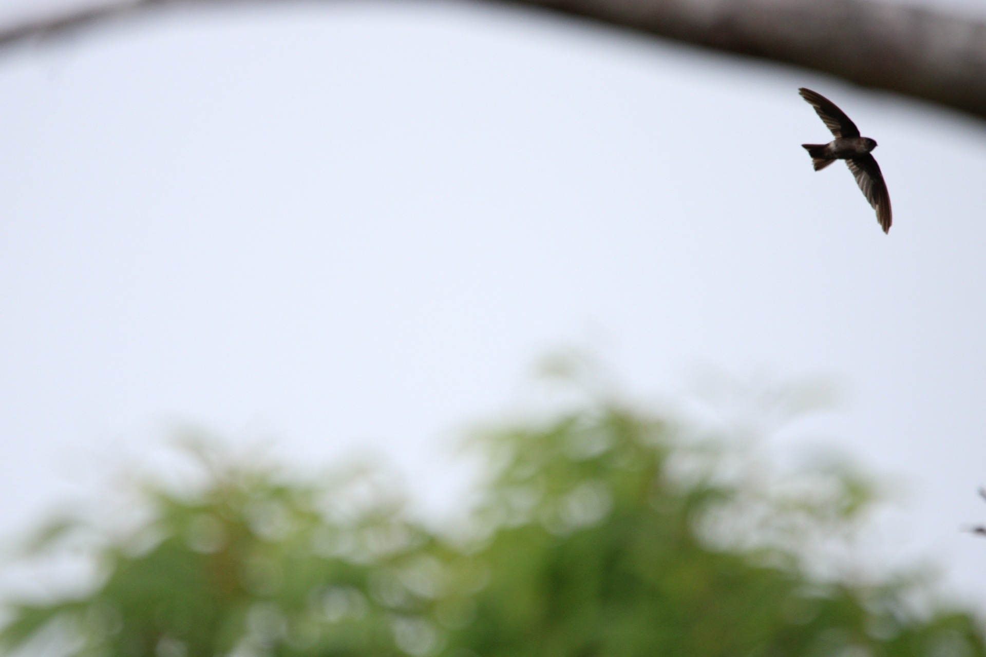 Mariana Swiftlet (Aerodramus bartschi), photo 5