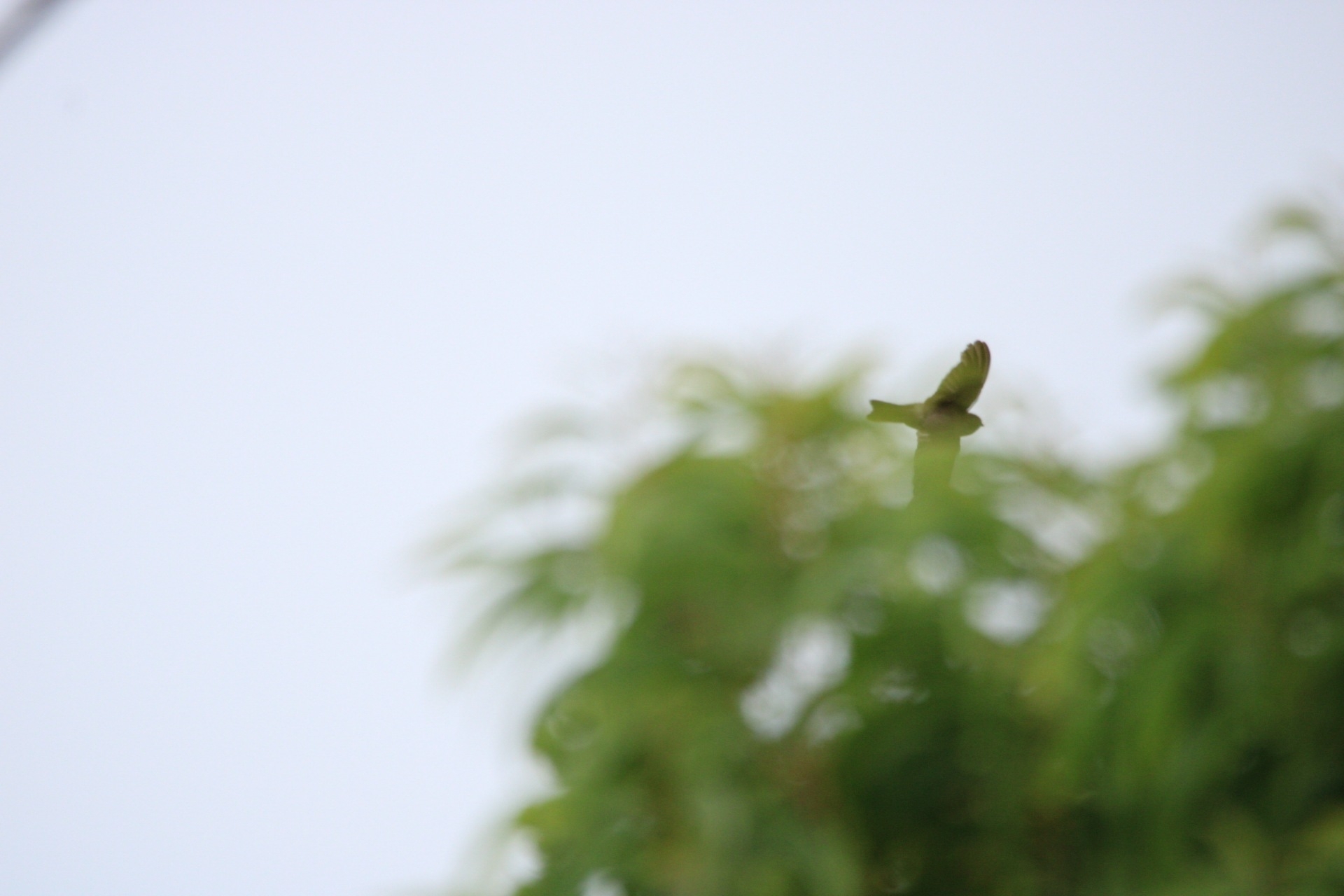 Mariana Swiftlet (Aerodramus bartschi), photo 6
