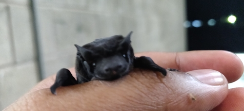 Black Mastiff Bat