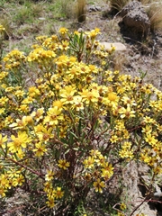 Senecio clivicola