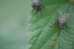 Helina depuncta