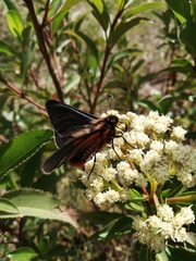Metardaris cosinga
