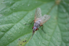 Helina depuncta